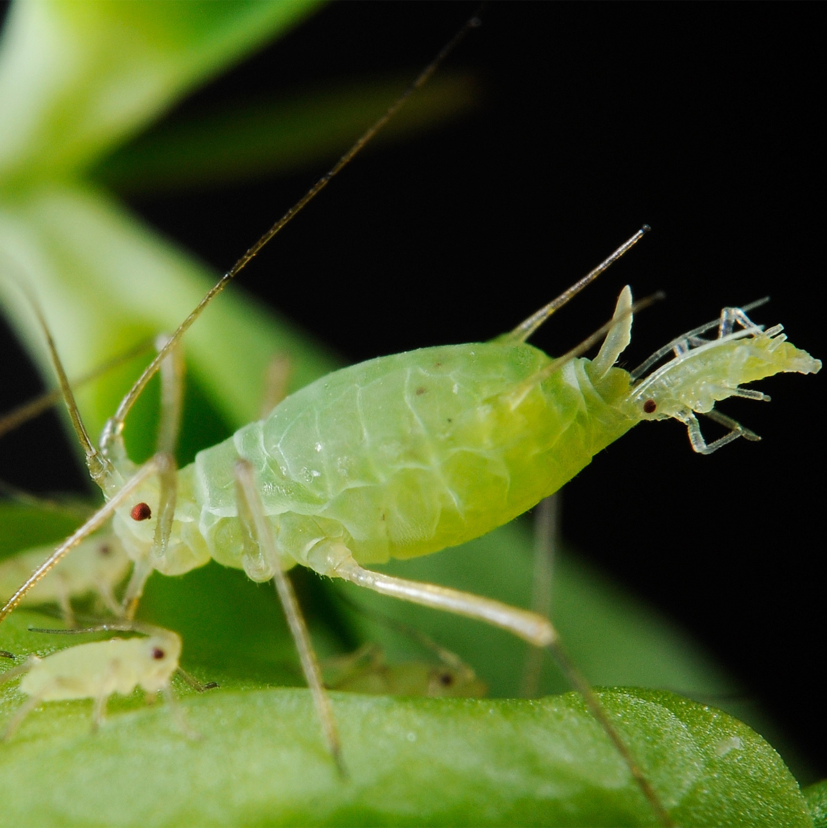 A green female aphid with a young an identical young aphid