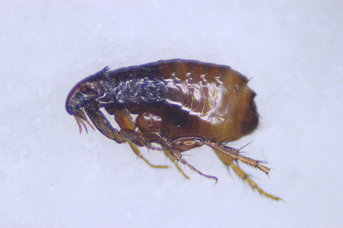 Adult flea.