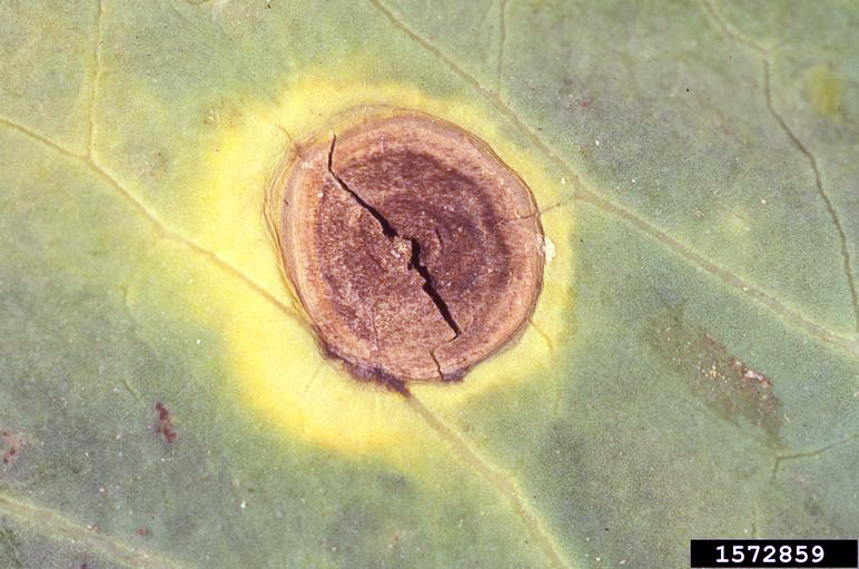 A brown lesion with concentric rings inside. There is a crack through the center of the lesion, and it is bordered by a yellow halo.