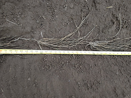 Asparagus crowns laid end to end in a dirt furrow with a measuring tape along side them.