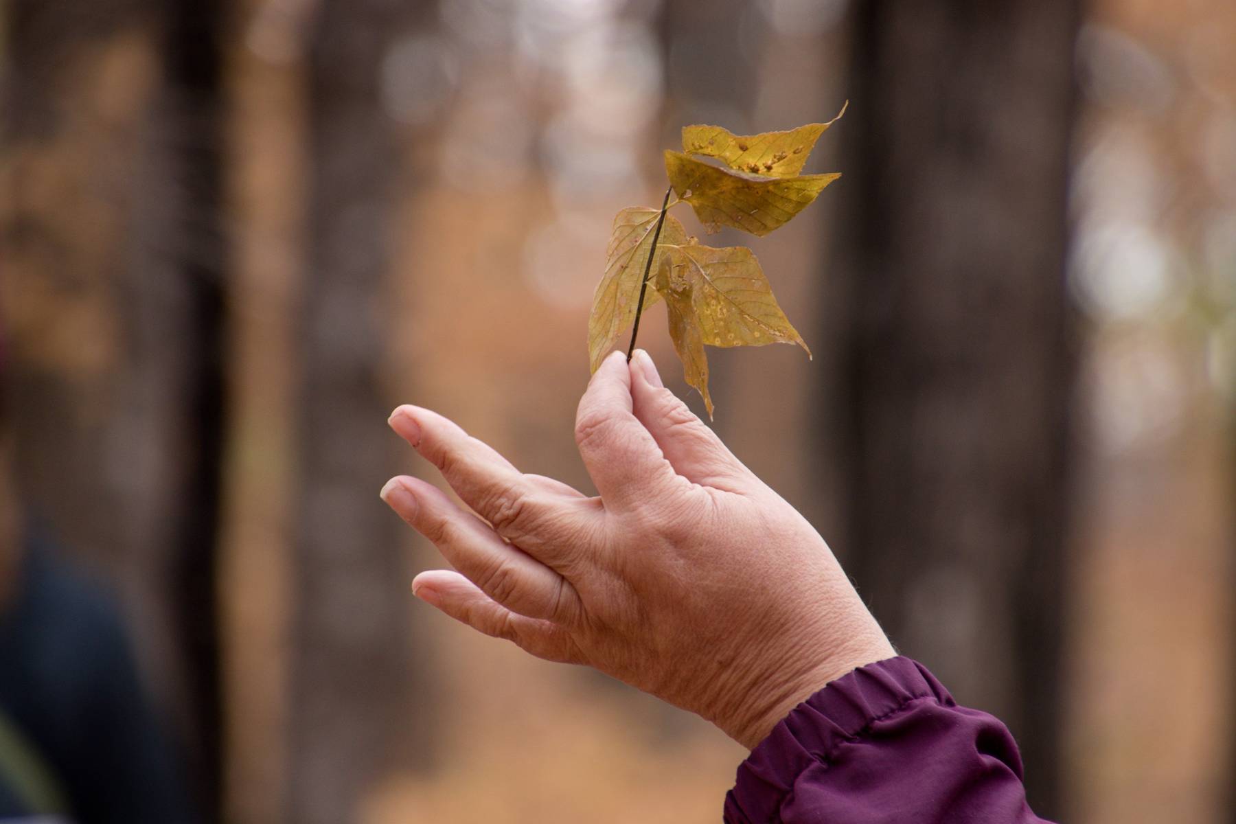 Hand holding a yellow fall leaf.
