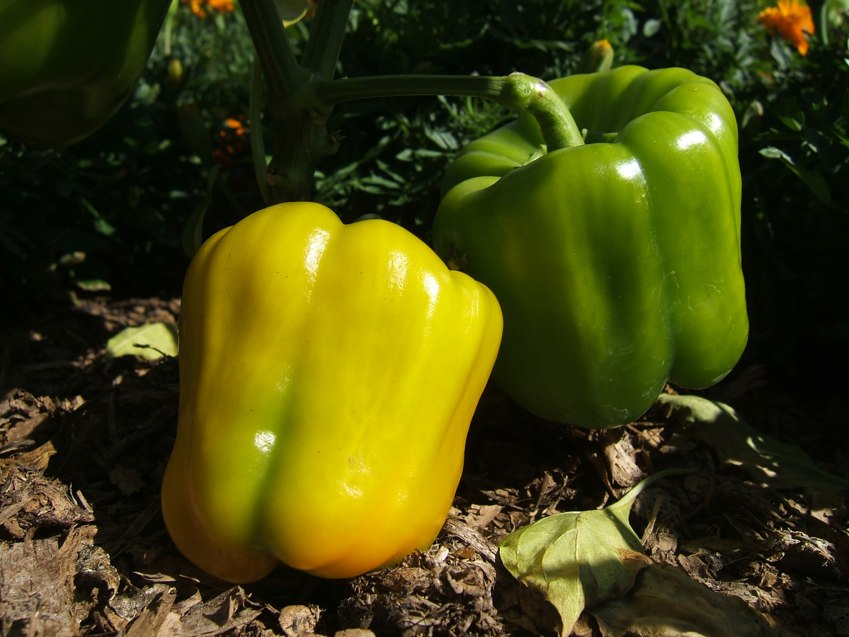 When to Pick Bell Peppers - Best Time to Harvest - Pepper Geek