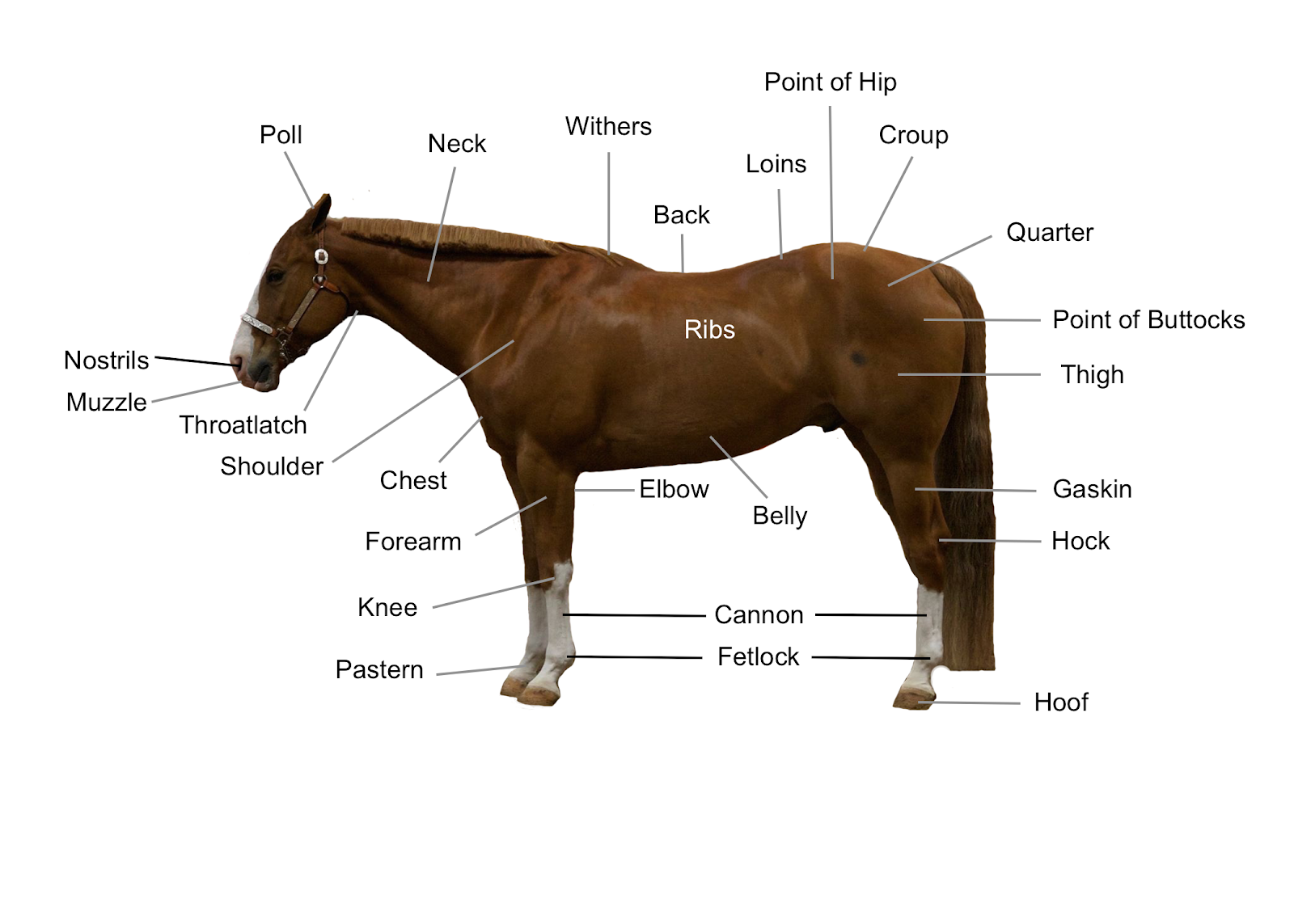 How To Measure Your Horse's Height - My New Horse