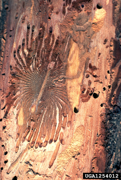 Tunnel-like formations on an elm bark