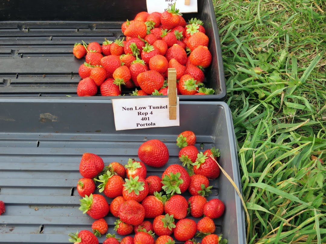 Summer Breeze Strawberry Variety Info And Grow Guide – Strawberry Plants