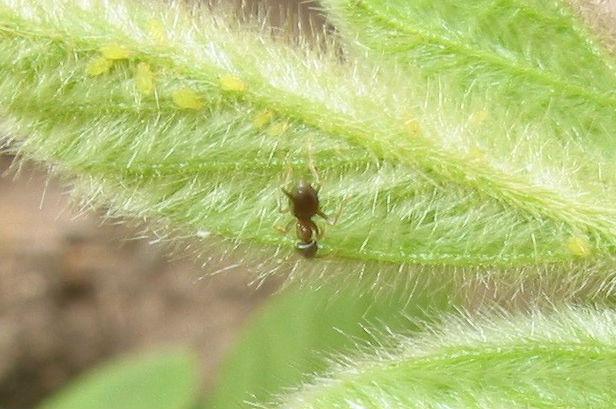 close up of the underside of a leaf with greenish yellow insects and a brownish black ant