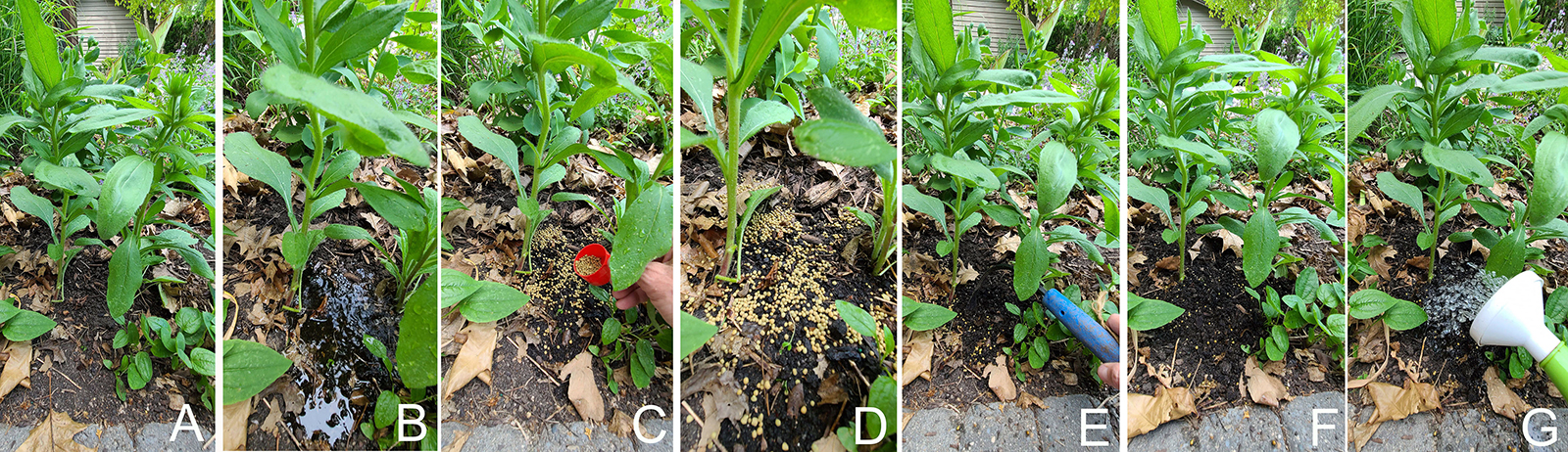 Collage of 7 photos of green plants in a garden bed showing how granular fertilizer is incorporated into the soil and plants are watered.