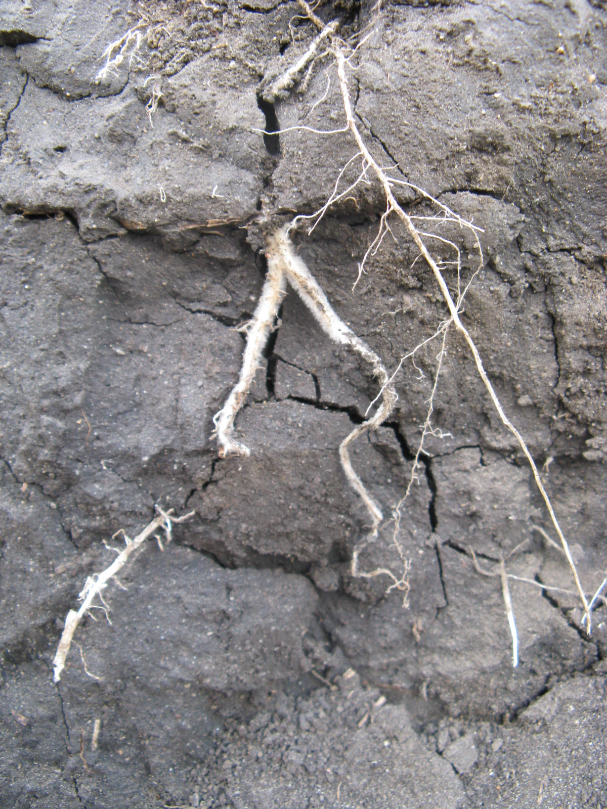 cut-a-way view of compacted soil with root base