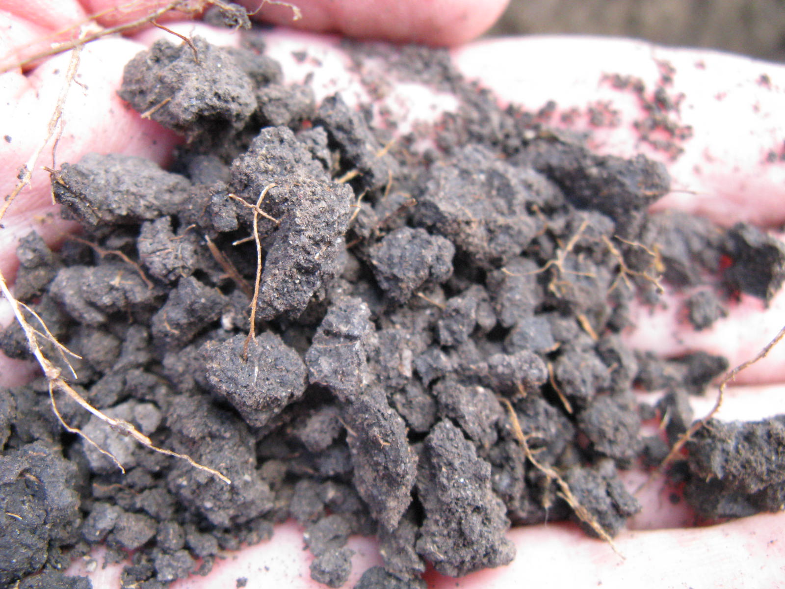 crumbly soil with visible root pieces on a hand.