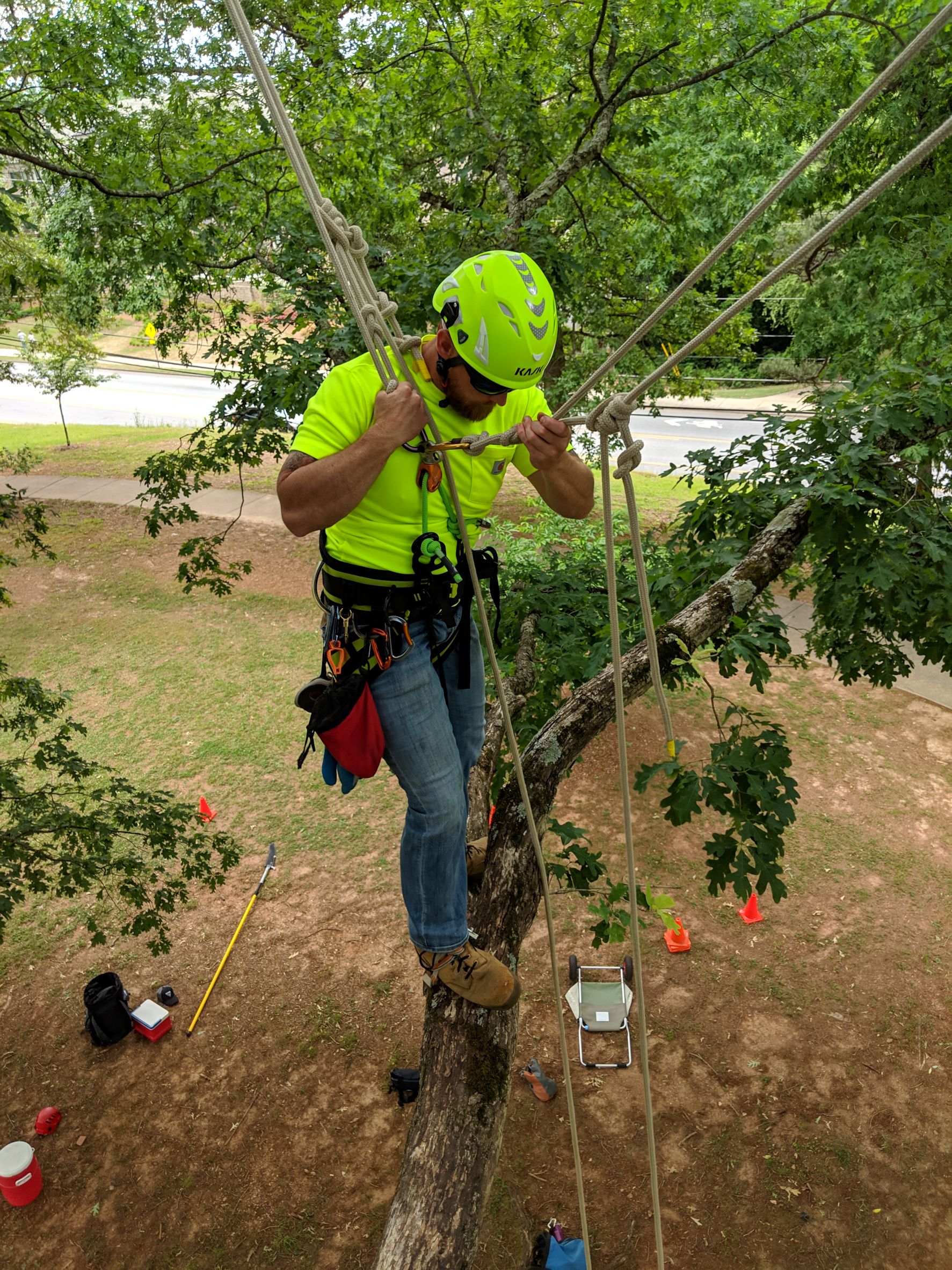 How to hire a tree care professional