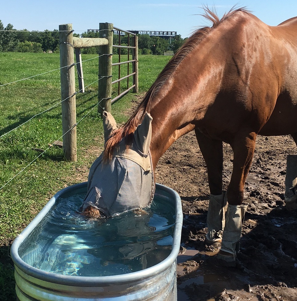 Horse Trough / Beverage cooler