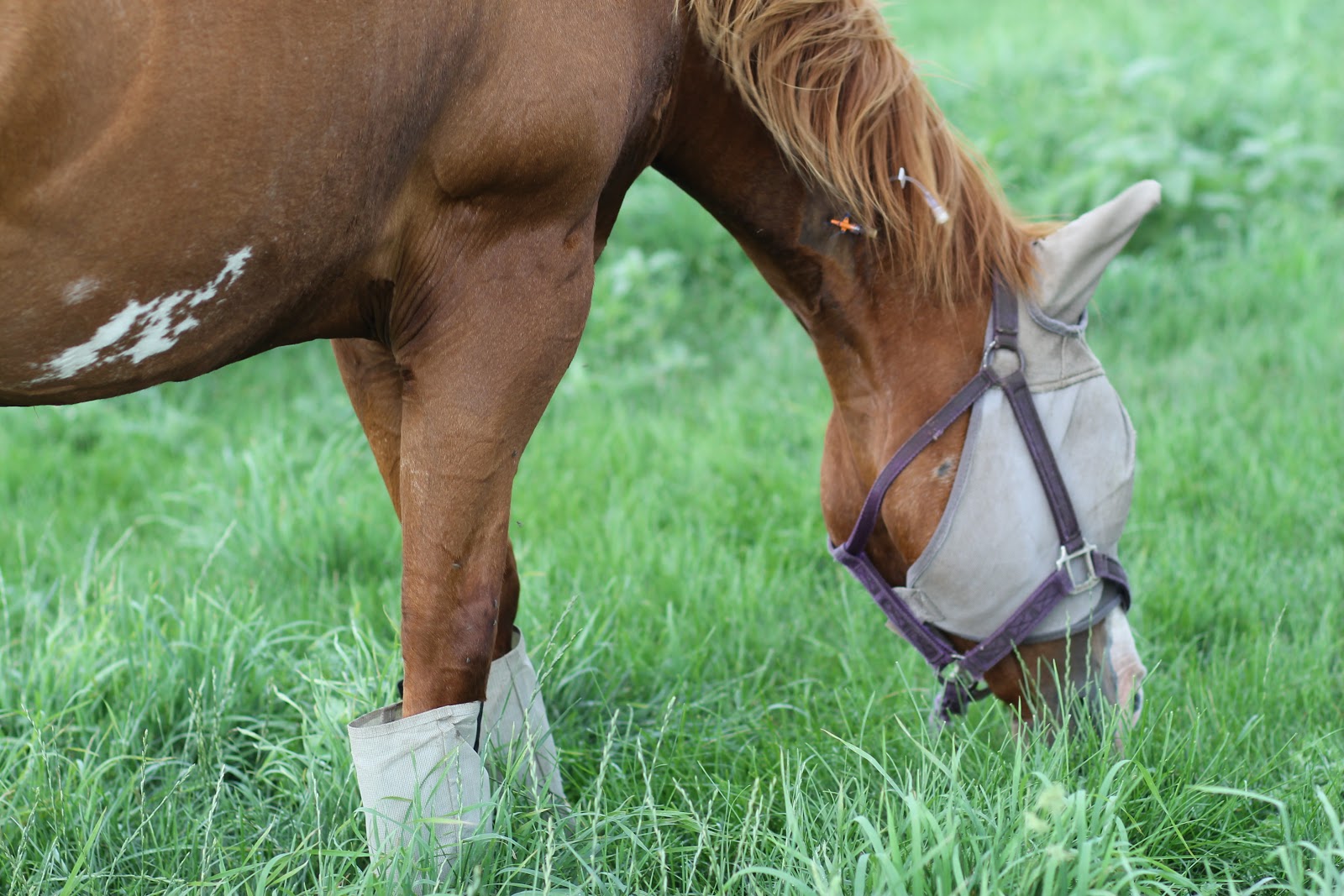 How Long to Keep Horses off Pasture After Mowing: Best Practices