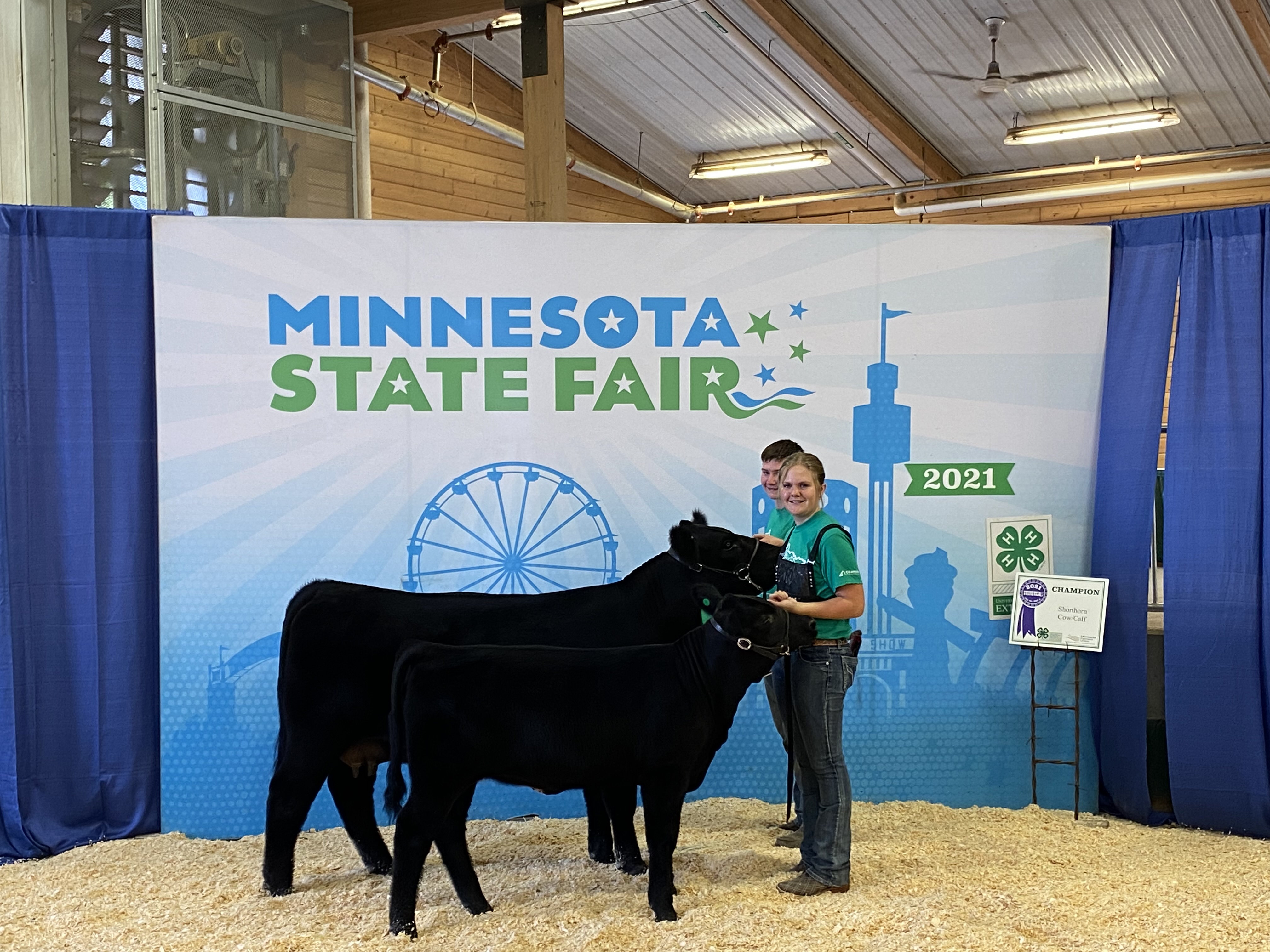Youth at State Fair with cattle