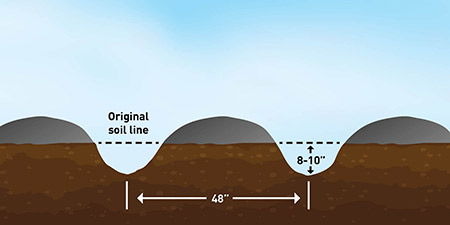 Illustration of digging asparagus furrows into soil shows furrows six inches deep and rows 48 inches apart.