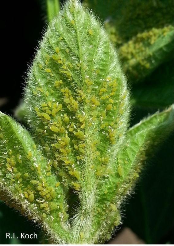aphids on soybean leaf