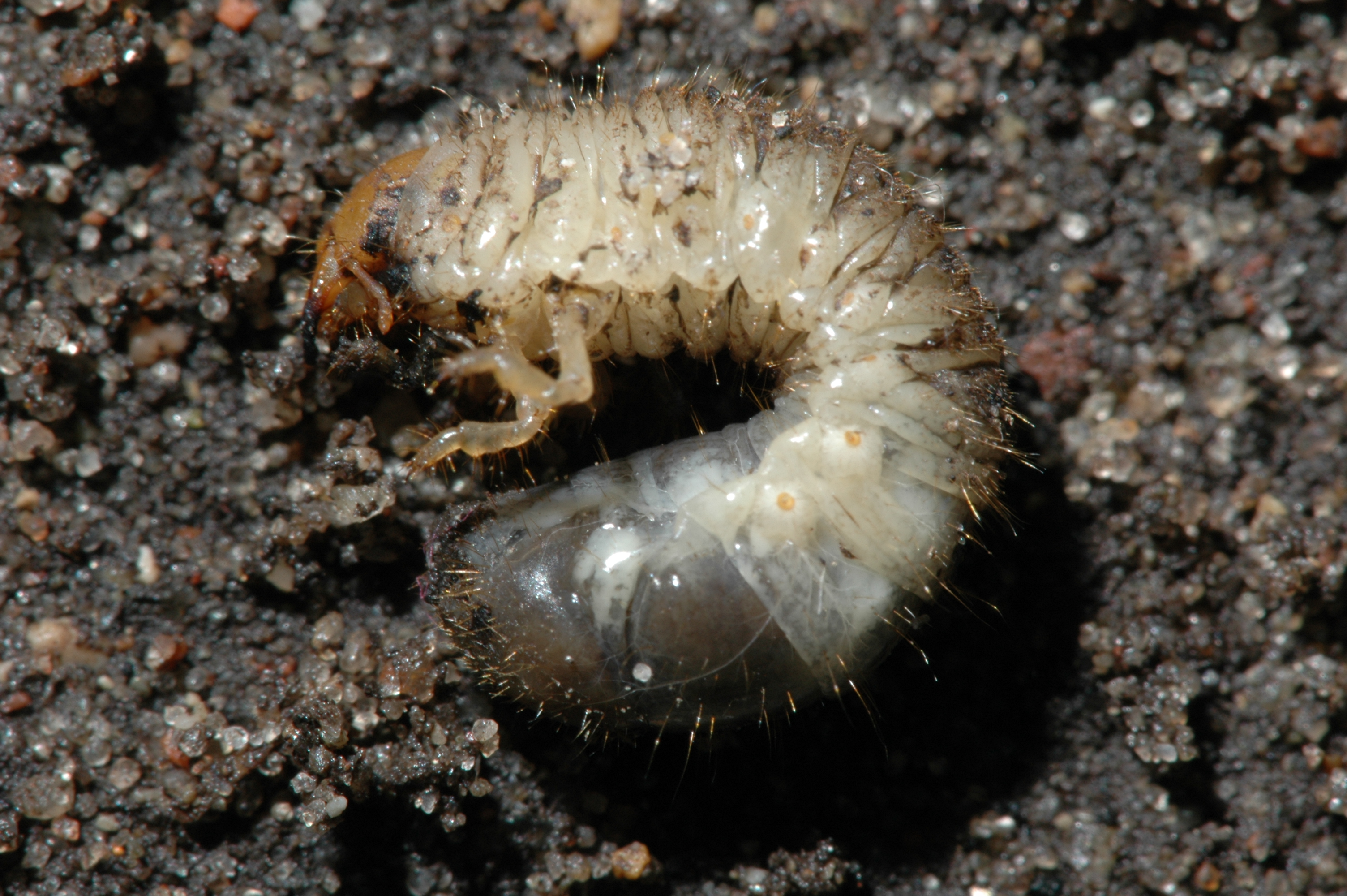 White Root Grubs: Identification and Effective Control Methods