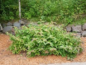 Green northern bush honeysuckle growing in yard