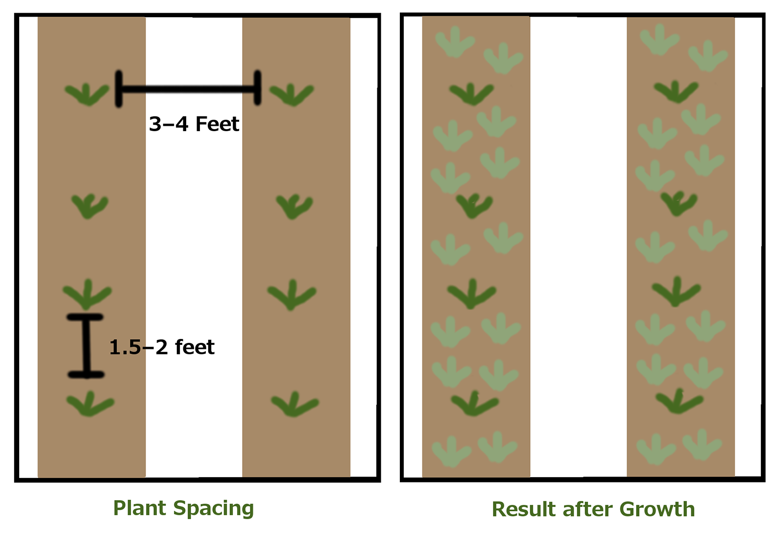 Planting diagram demonstrating the spacing at which to plant strawberries. The left side of the diagram is labeled "Plant Spacing" and text that indicates plant rows spaced 3 to 4 feet apart with plants in the row spaced 1.5 to 2 feet apart. The right side of the diagram is labeled "Result after Growth" and shows many plants filling in the two rows.