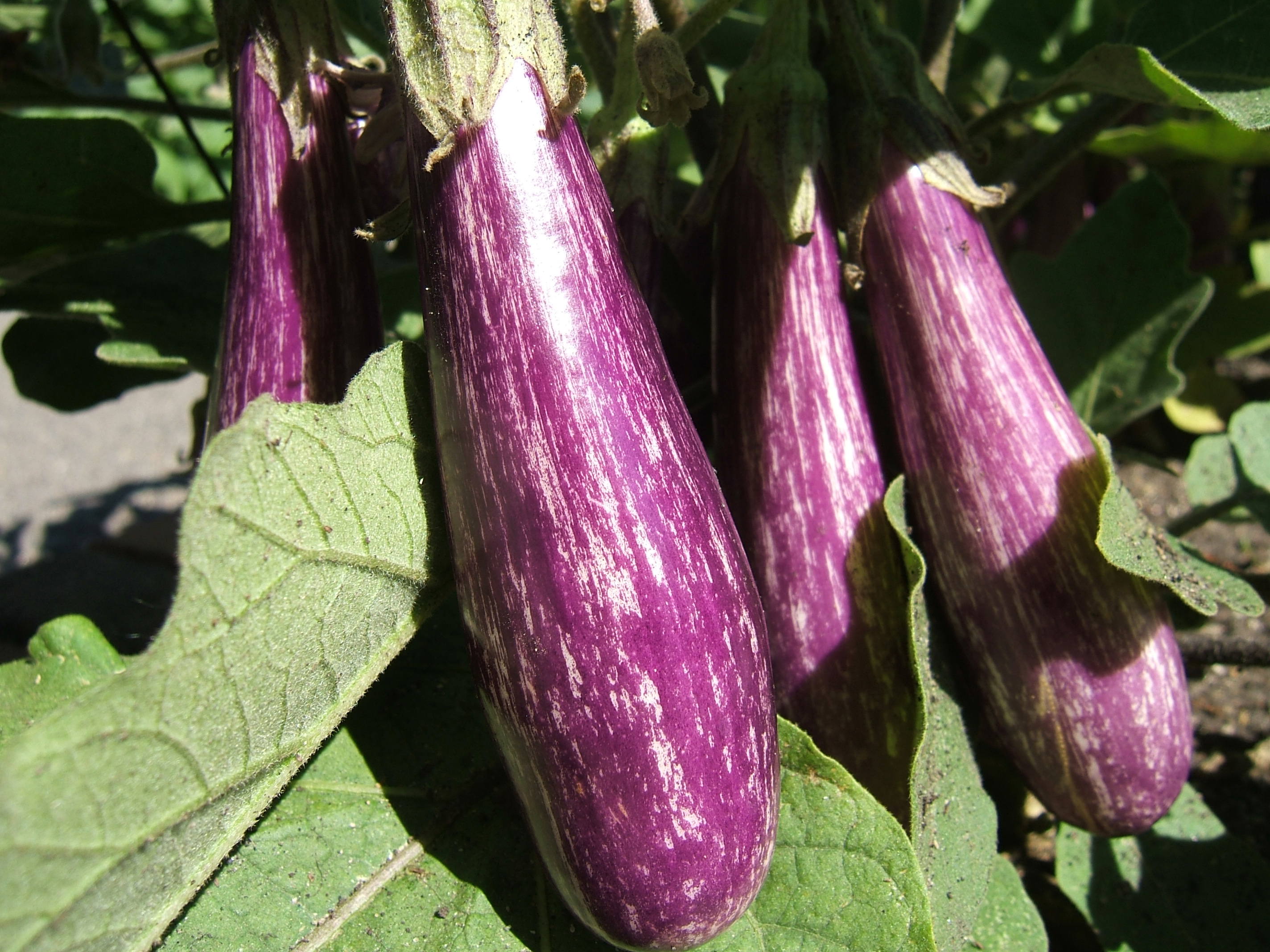 Growing eggplant in home gardens | UMN Extension