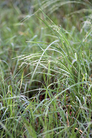 Teff grass in a pasture