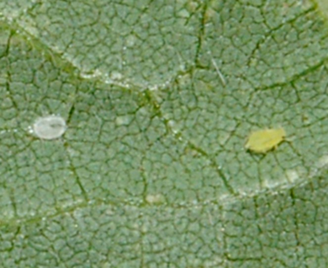 close up of a soybean leave with a white insect on the left and a yellow insect on the right.