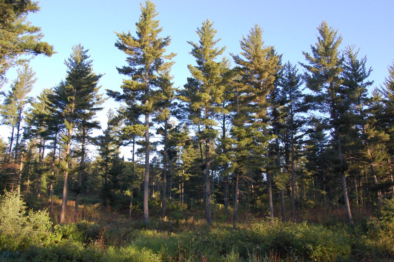 Managing eastern white pine forests