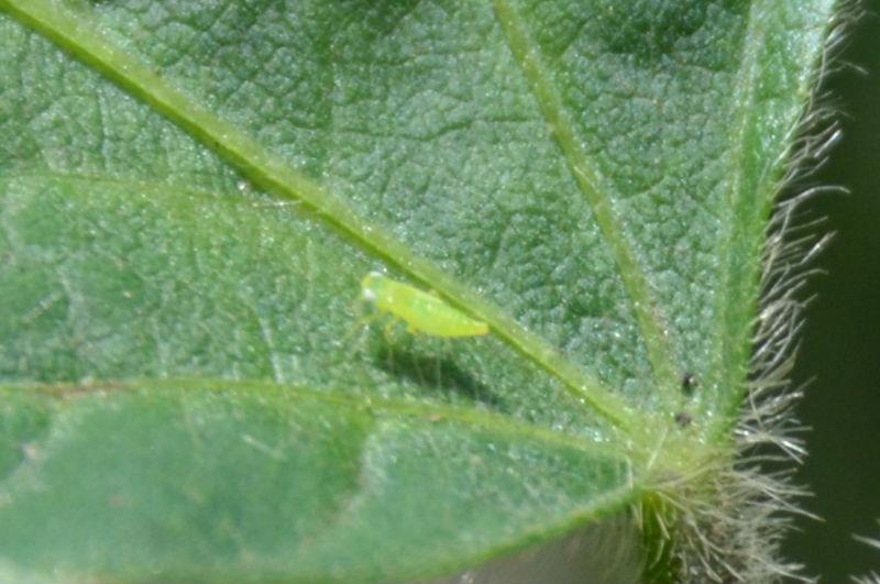 small greenish yellow insect on a soybean leaf.