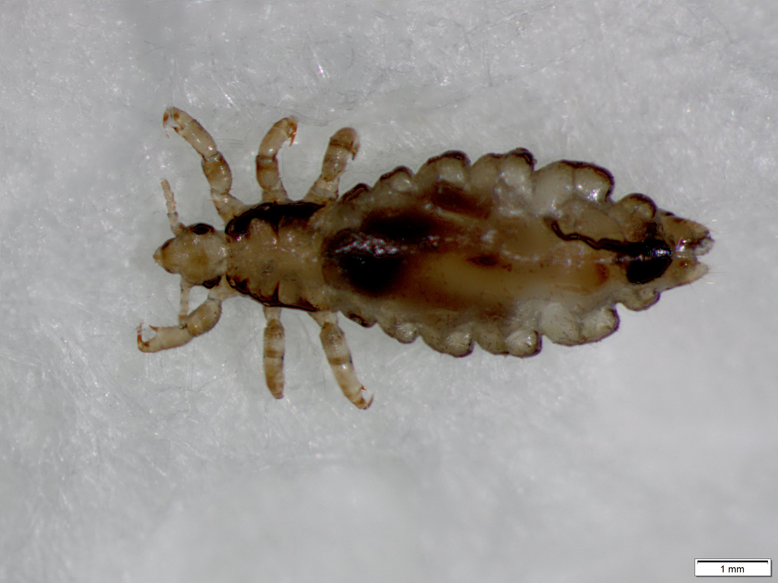 What Your Customers Really Think About Your lice?