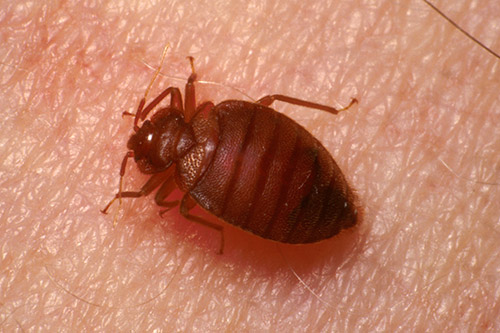 Bed Bugs Umn Extension, Can Bed Bugs Survive In Plastic