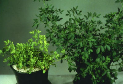 Two alfalfa plants in pots, one large and dark green on the right, the other smaller with yellowing of the foliage on the left.
