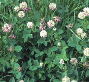 green clover plant with white ball flowers on top end of stems.