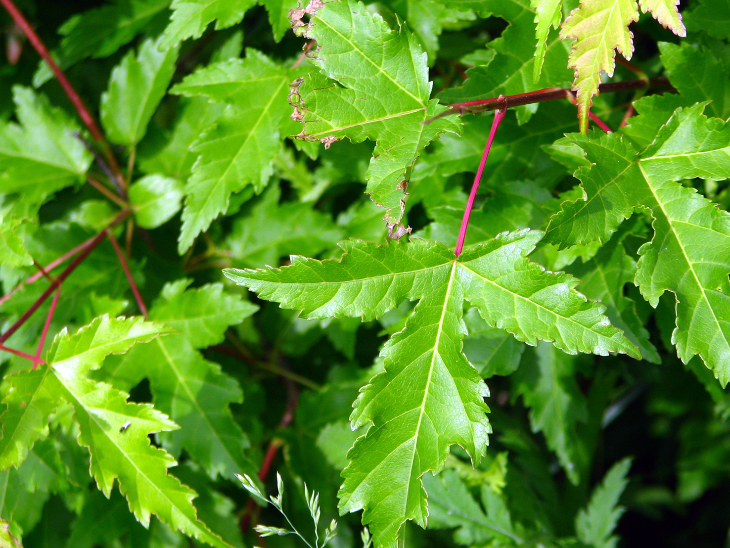 amur maple leaf