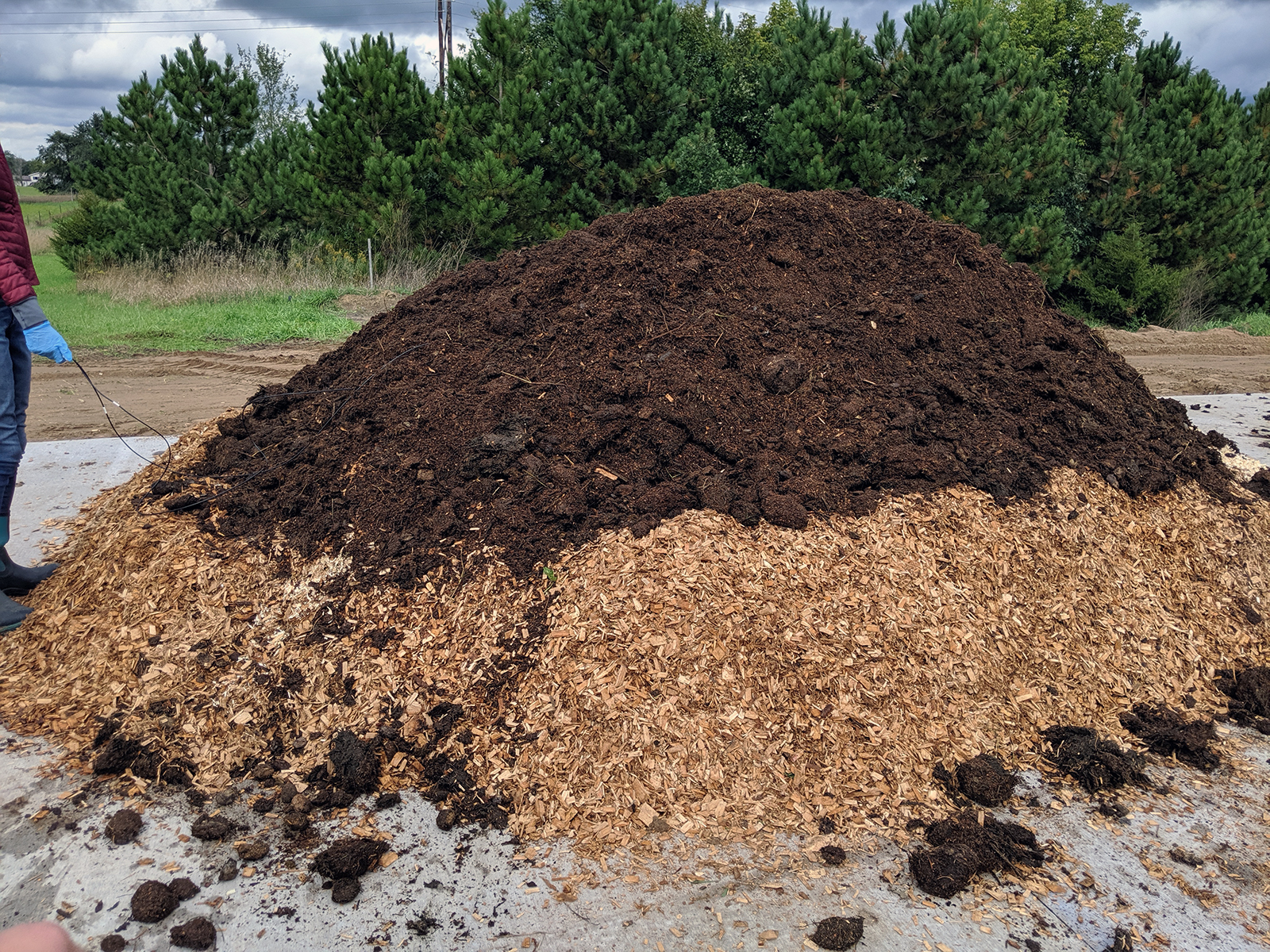 Compost pile with the media bed where the animal was placed and cover material on top.