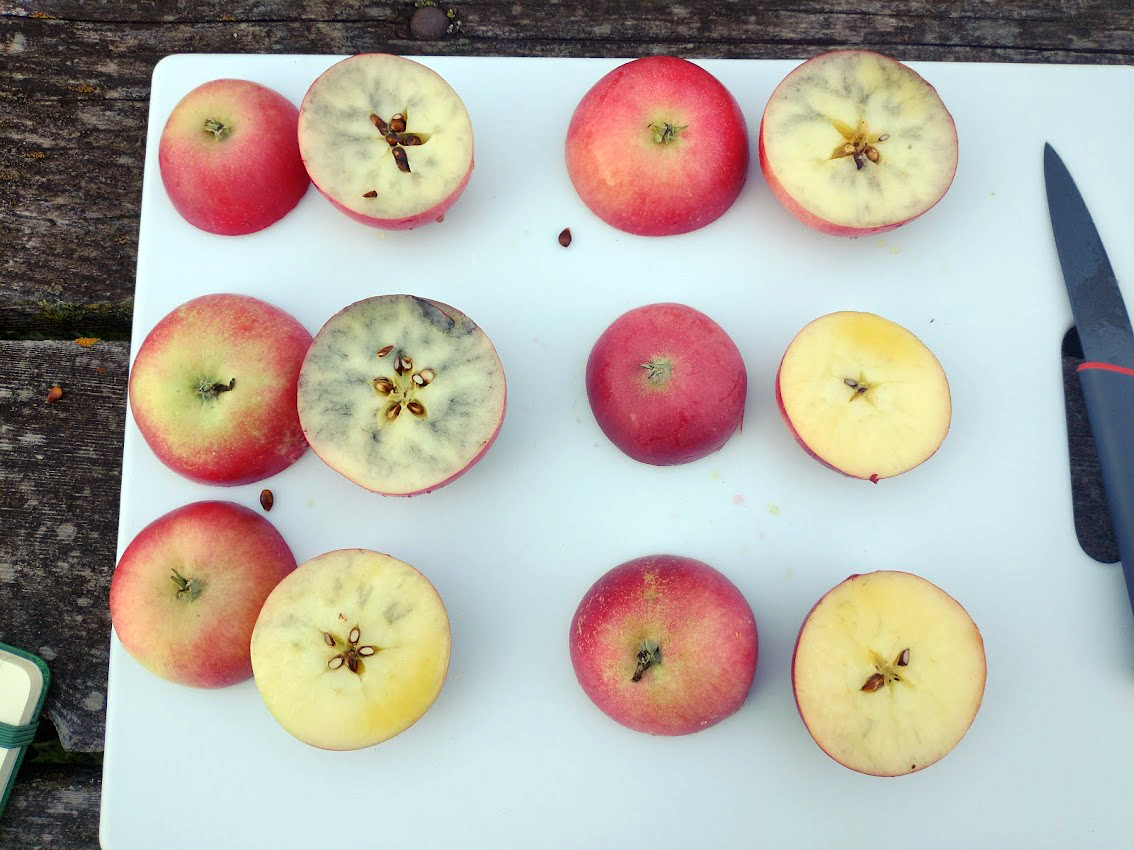 Seasonal Apple Guide, Learn About Apple Varieties