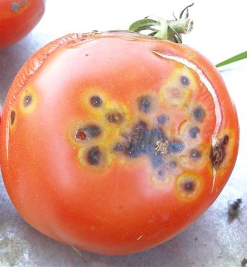 Quick guide to insects and diseases of tomatoes | UMN Extension