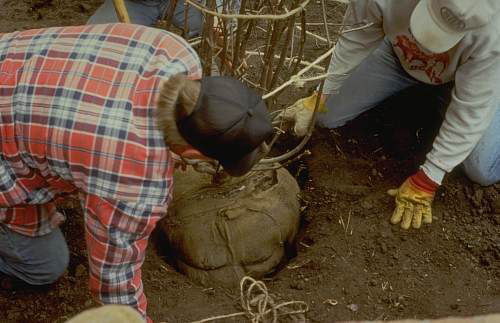 Two men inspect a balled and burlapped tree sitting in hole. 