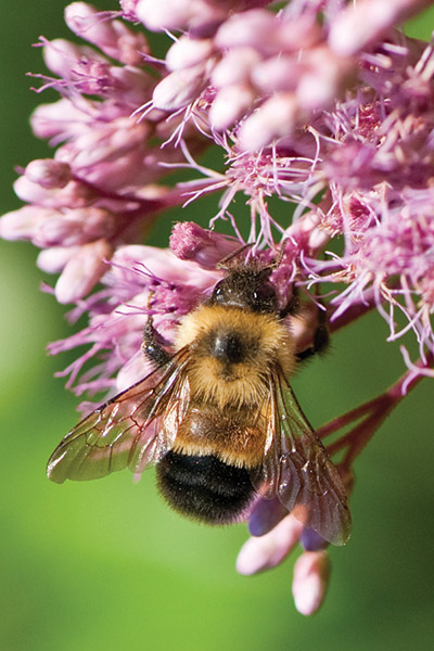 Bumble bee on pink flower