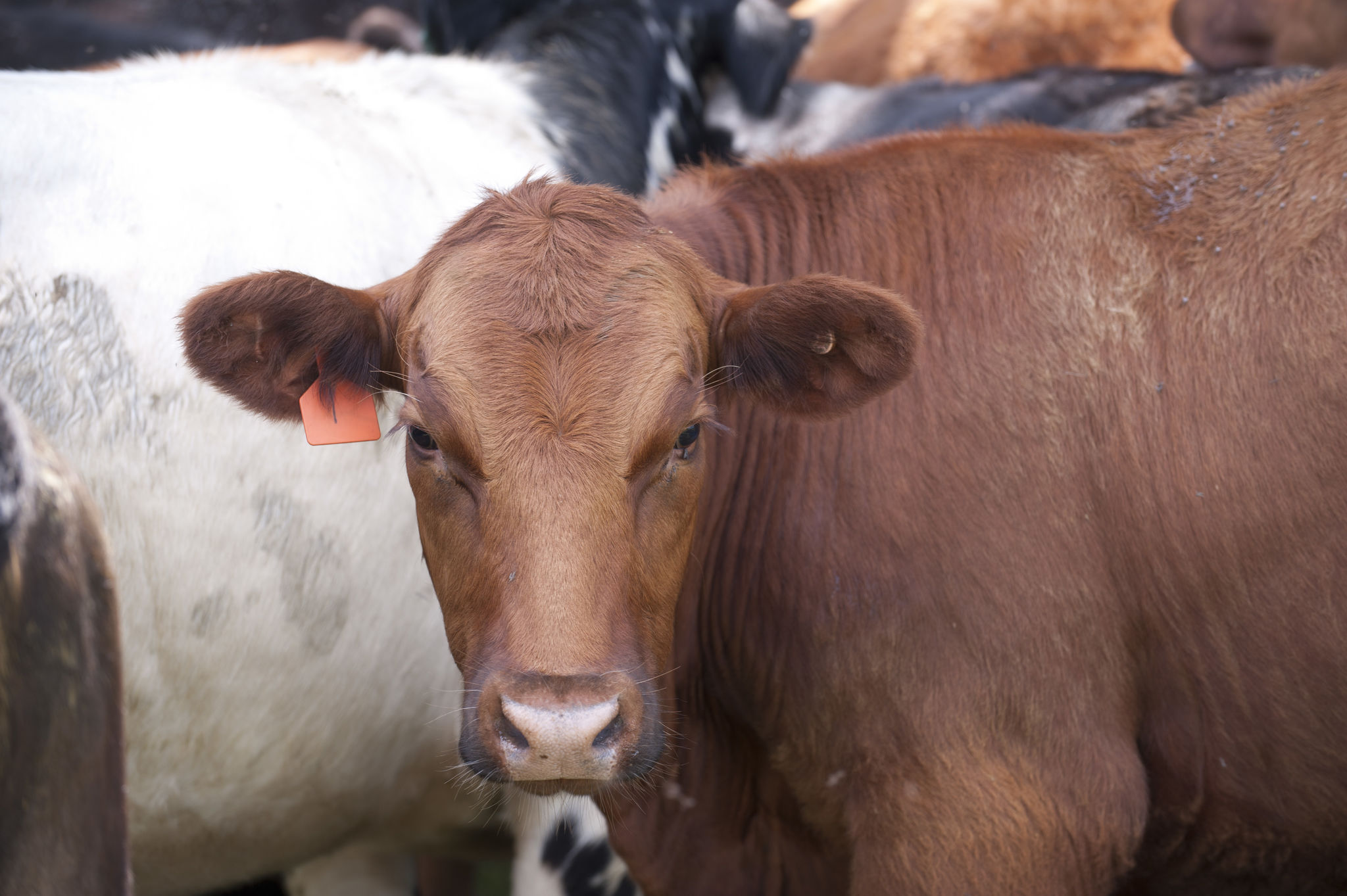 Growth promoting hormones in beef production and marketing | UMN Extension