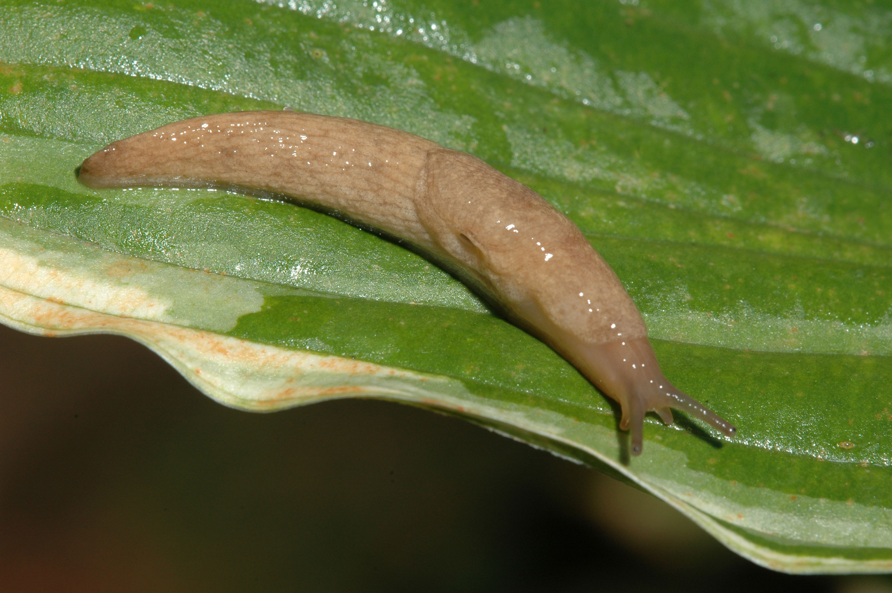 What Do Garden Slugs Eat 