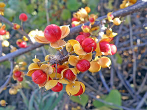Branch with orange berries of oriental bittersweet.