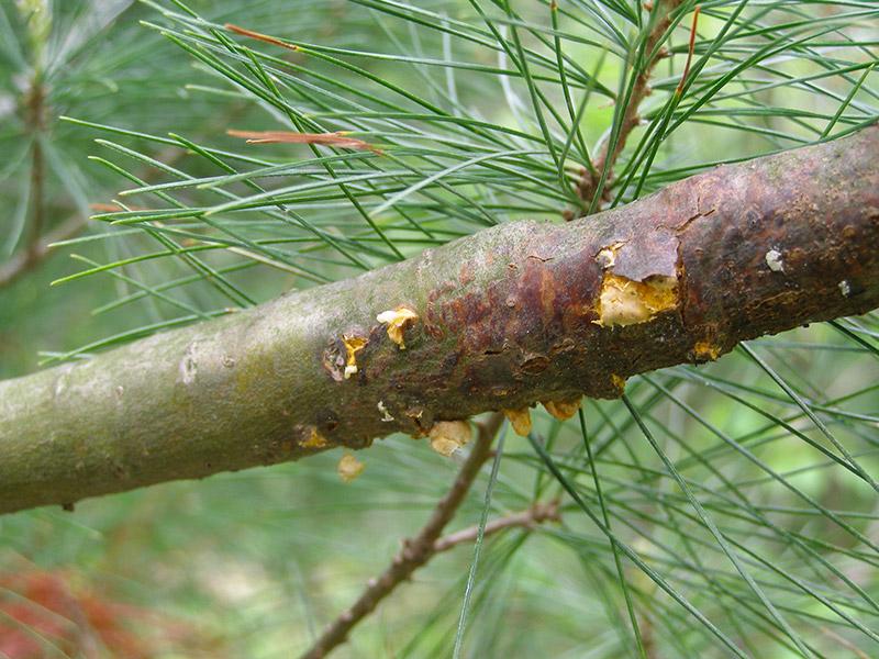 White specks may be indication of pine needle pest