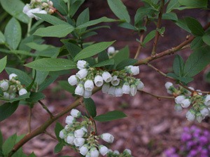 flowering blueberry plant