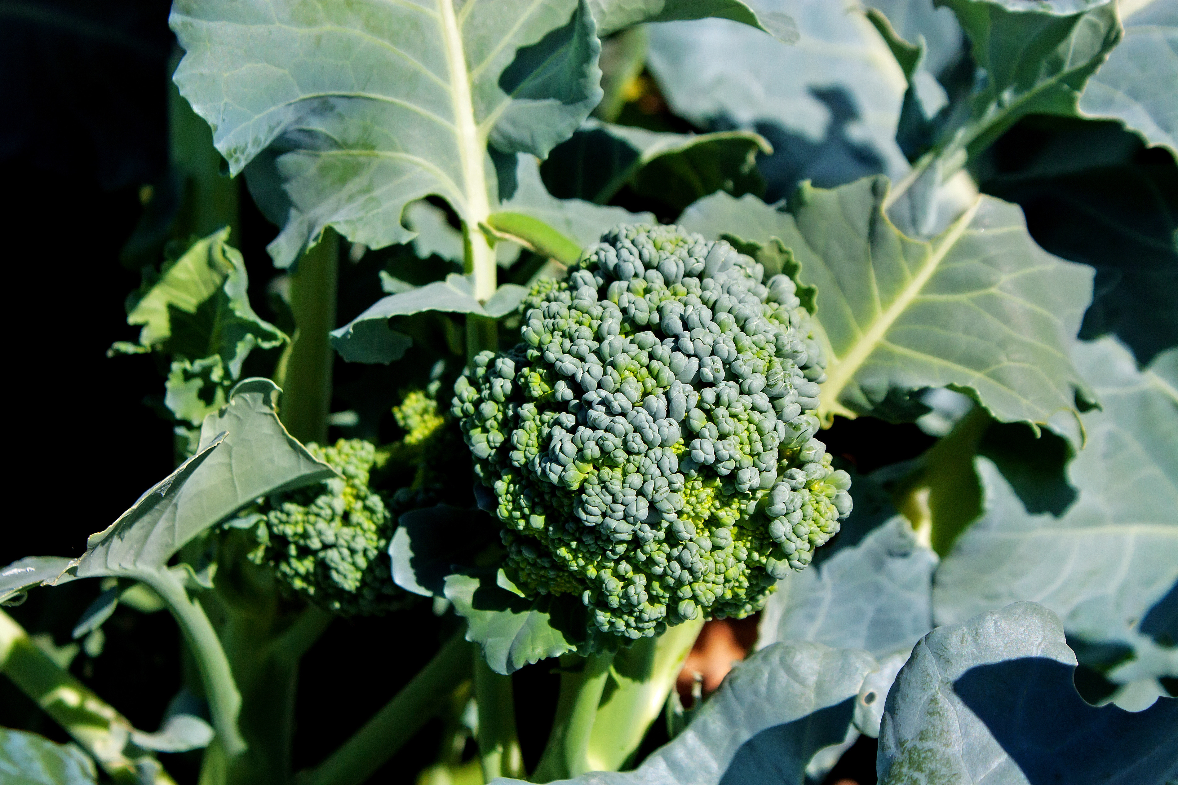 How Fast Does Broccoli Grow?  