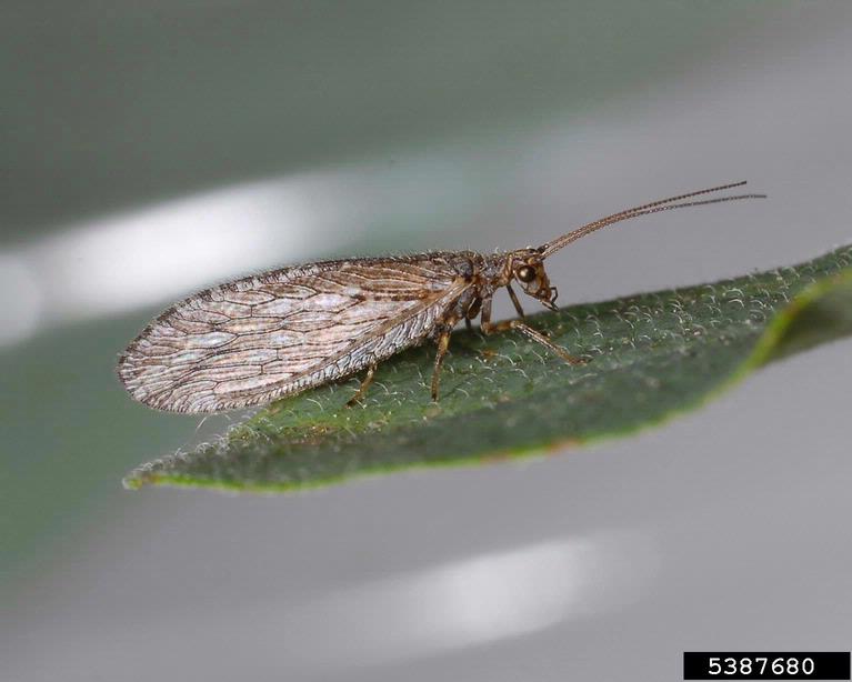 Lacewing: Delicate Insects with Powerful Pest Control Abilities