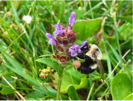 Inside the Rise of Bee Lawns