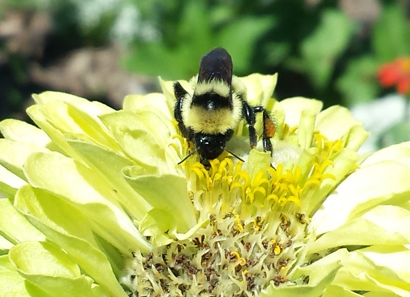 Bumblebee on zinnia flower head.