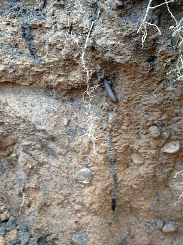 side view of soil with an earthworm and several roots exposed.