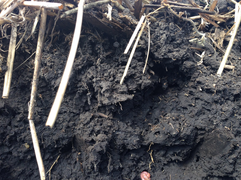 side view of black soil.