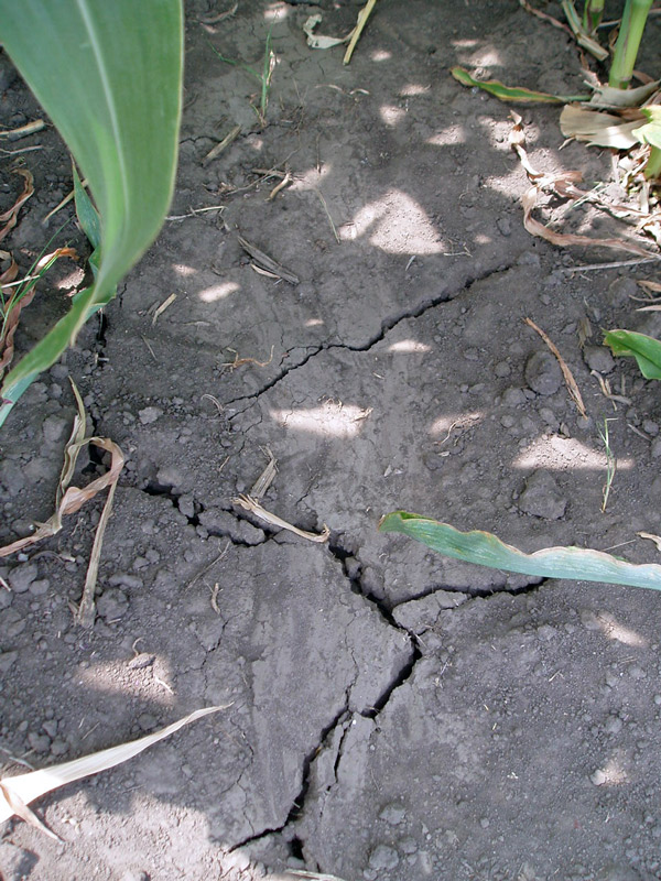 cracked, dry soil in corn field.