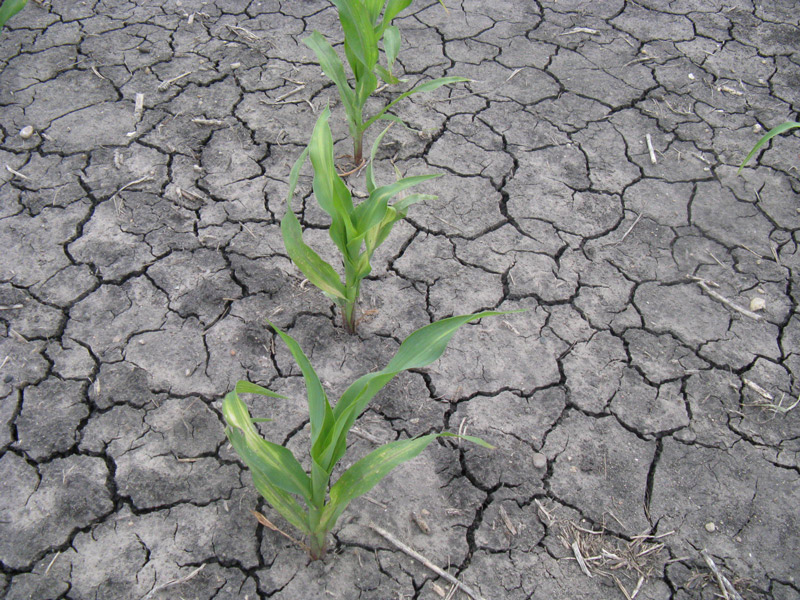 gray cracked soil with young corn plant sprouts.